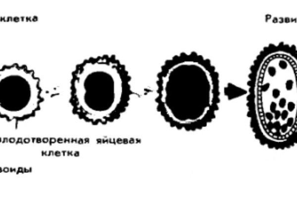 Кракен сайт krknwebs